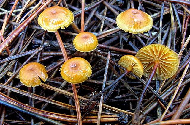 Xeromphalina cauticinalis   (Fr.)  Kühner & Maire